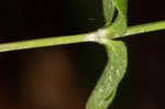 Licorice bedstraw